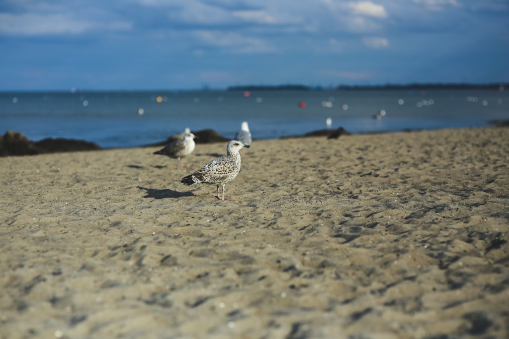 sea-bird-beach-sand